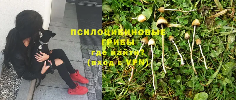 Псилоцибиновые грибы MAGIC MUSHROOMS Горняк